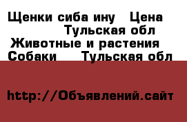 Щенки сиба ину › Цена ­ 15 000 - Тульская обл. Животные и растения » Собаки   . Тульская обл.